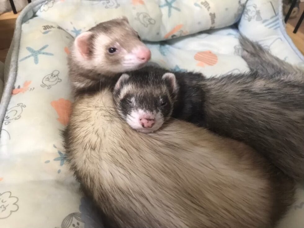 虹の橋のフェレット