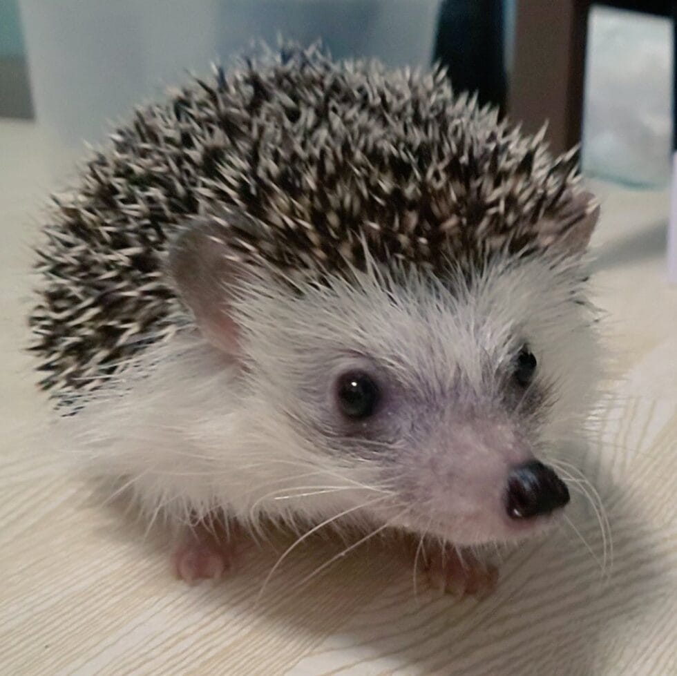 虹の橋のハリネズミ