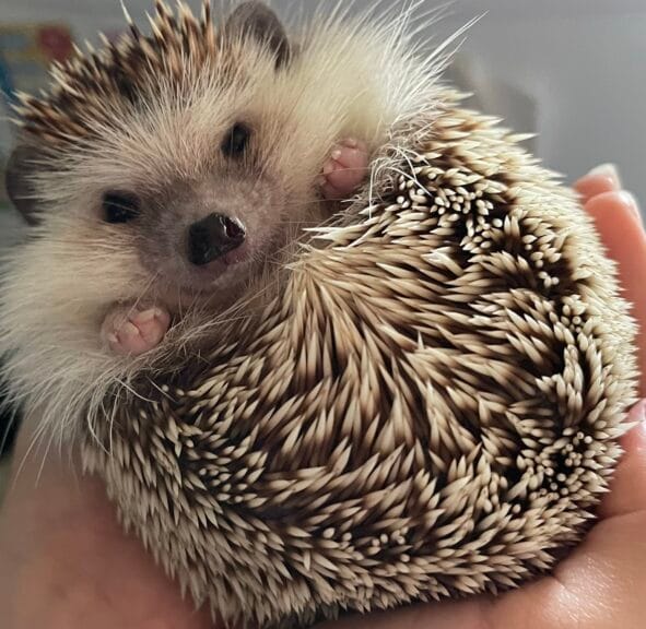 虹の橋のハリネズミ