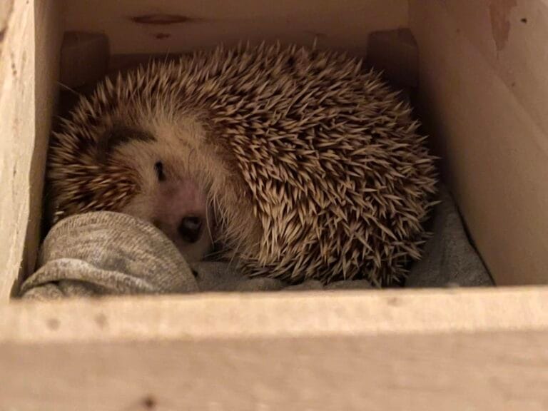 虹のハリネズミ